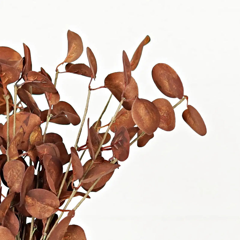 Silver Dollar Leaves Bush