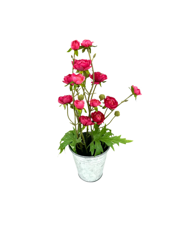 *Sale* Tiny Ranunculus Pot