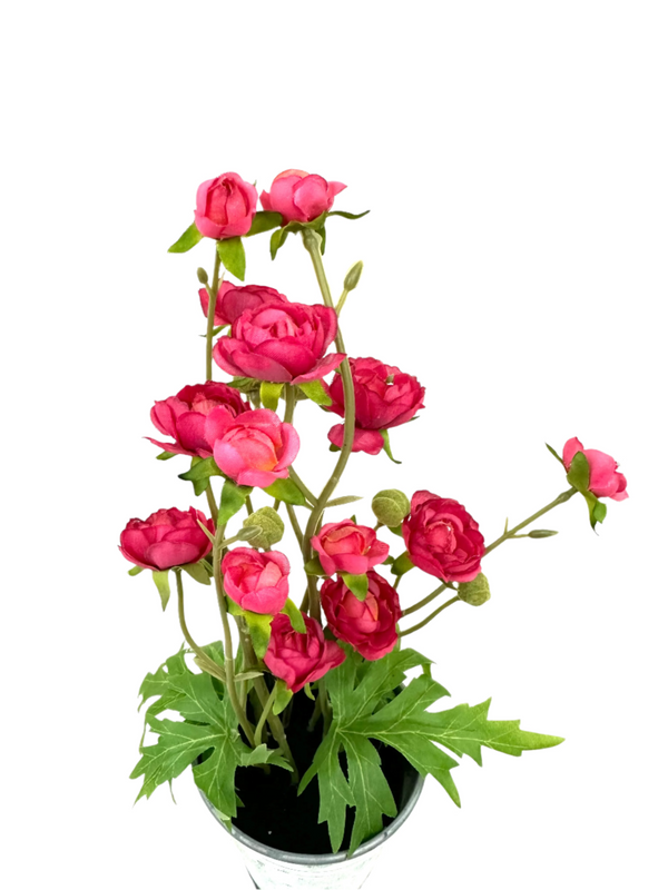 *Sale* Tiny Ranunculus Pot
