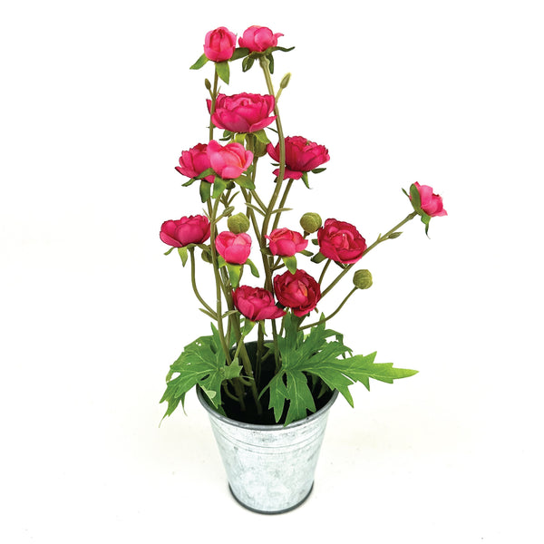 Potted Ranunculus Flower