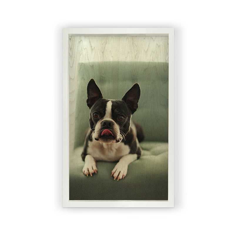 Boston Terrier <br>Framed Photography