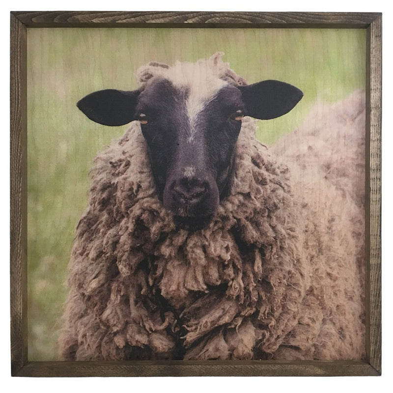 Black Sheep <br>Framed Photography