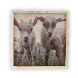 Baby Goats <br>Framed Photography